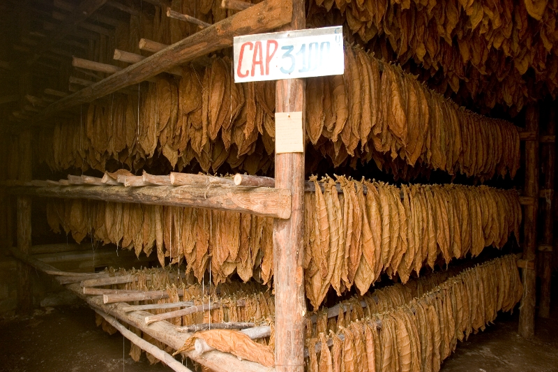 What makes Cuban cigars so great? – If you are a new cigar smoker, your ...