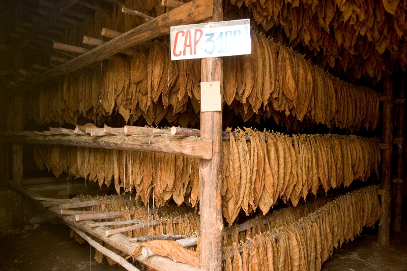 What makes Cuban cigars so great? If you are a new cigar smoker, your